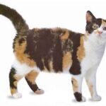 1609218352 Informacion imagenes caracteristicas y hechos de la raza de gato