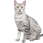 1609324155 804 Informacion imagenes caracteristicas y hechos de la raza de gato