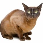 1609331693 Informacion imagenes caracteristicas y hechos de la raza de gato