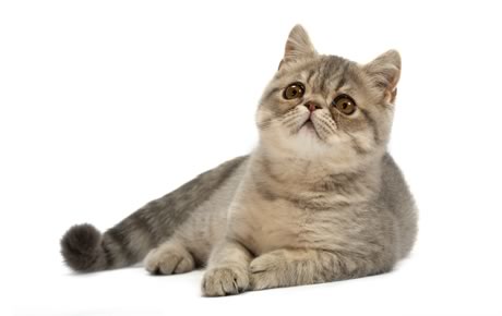 Gatos Exóticos - Información, imágenes, características de esta raza de gatos