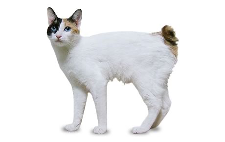 Gato Bobtail japonés - Información, imágenes, características y como cuidar a esta raza de gatos