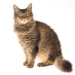 1609412187 Informacion imagenes caracteristicas y hechos de la raza de gato
