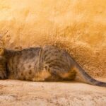 Imagenes caracteristicas y hechos de la raza de gato arabe