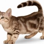 Imagenes caracteristicas y hechos de la raza de gato australiano