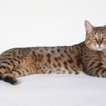 Imagenes caracteristicas y hechos de la raza mixta de gatos
