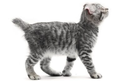 Imagenes caracteristicas y hechos de razas mixtas de gatos Highlander