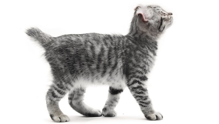 Gatos Highlander - ImÃ¡genes, caracterÃ­sticas y como cuidar a esta raza de gatos
