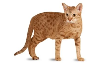 1609462471 Informacion imagenes caracteristicas y hechos de la raza de gato