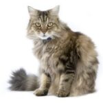1609497803 153 Informacion imagenes caracteristicas y hechos de la raza de gato