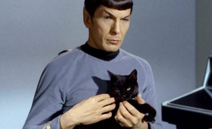 1617082937 Los mejores nombres de gatos de Star Trek para tu