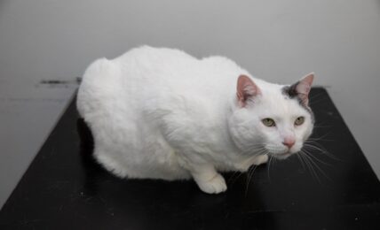 Pompom the cat is an early entrant for PDSA Pet Fit Club