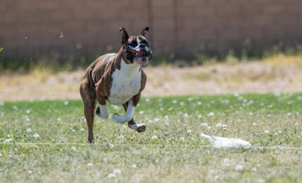 boxer dog chasing a cat