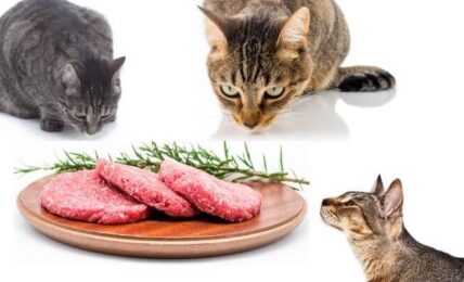 can cats eat raw hamburgers