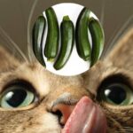 can cats eat zucchini