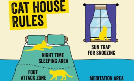 cat house rules graphic bedroom