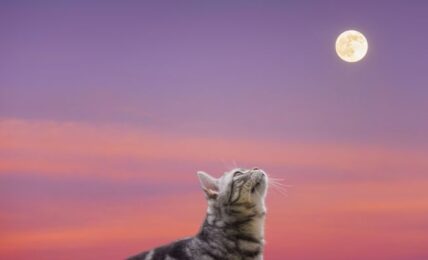 cat looking at a full moon