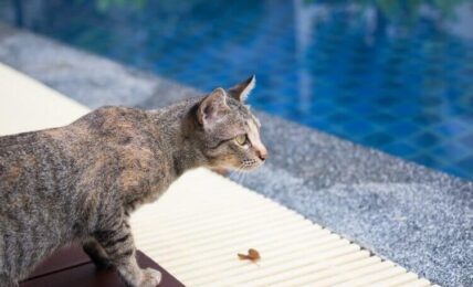 cat looking out over a swimming pool