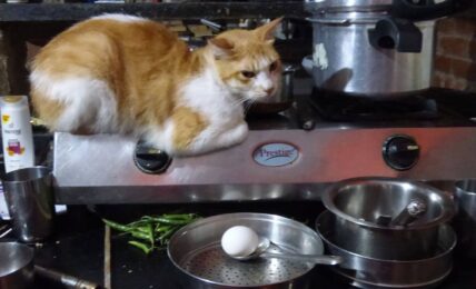 cat on the stove 5