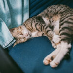cat sleeping on blue fabric