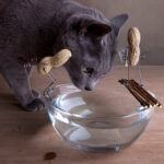 cat with wierd peanuts around glass bowl of water 1