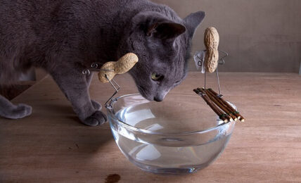 cat with wierd peanuts around glass bowl of water 1