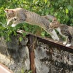 cats leaping off fence