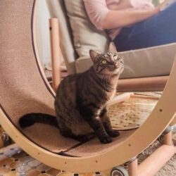 ¿Cómo hacer una rueda para gatos? Pasos para construir rueda para gatos casera