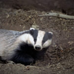do badgers eat cats