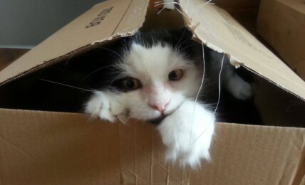 forrest in box