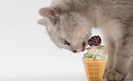 ice cream for cats