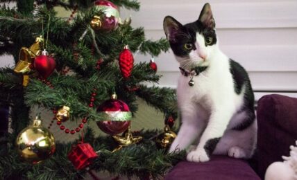 tuxedo cat christmas tree 1