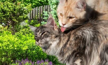 why do cats groom each other