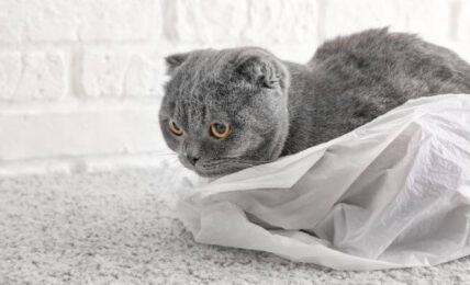 why do cats like plastic bags