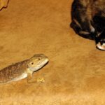 Bearded Dragon and Cats