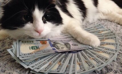cat and money1