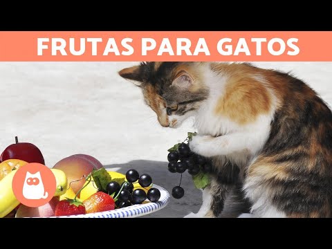 Consejos sobre frutas que no deben consumir los gatos