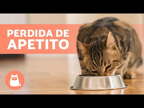 Descubre las posibles causas de la pérdida de apetito en gatos