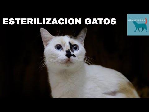 Conoce las posibles desventajas de la esterilización en gatos domésticos