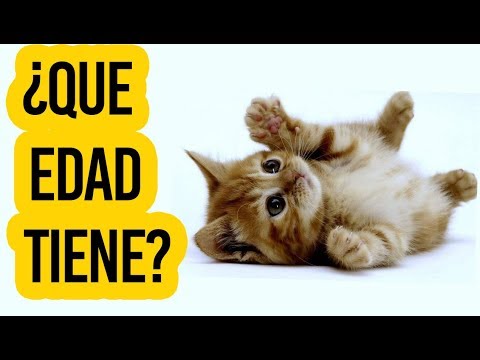 Dudas comunes sobre la edad de los gatos: ¿Cuántos años tiene un felino de 2 años?