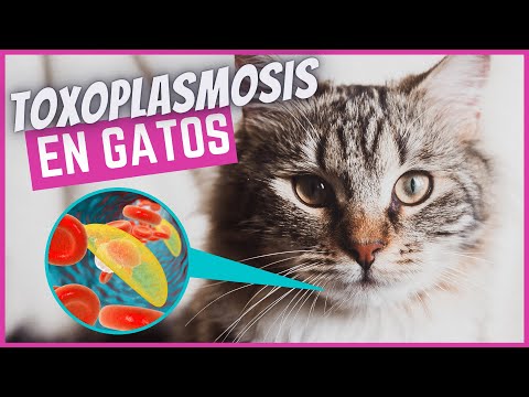 Descubre cómo los gatos pueden transmitir la toxoplasmosis a los humanos