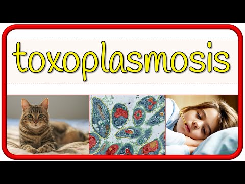 Aprendiendo sobre los efectos del diagnóstico positivo de toxoplasmosis