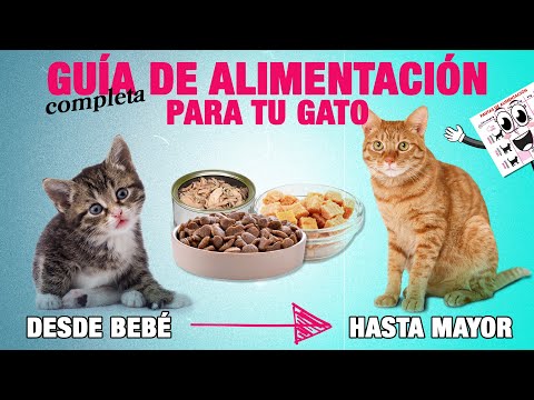 Descubre la alimentación ideal para tu gato de casa