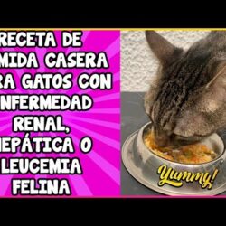 Recomendaciones de alimentación casera para gatos con problemas urinarios