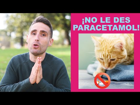 Consecuencias del uso de paracetamol en gatos: lo que debes saber
