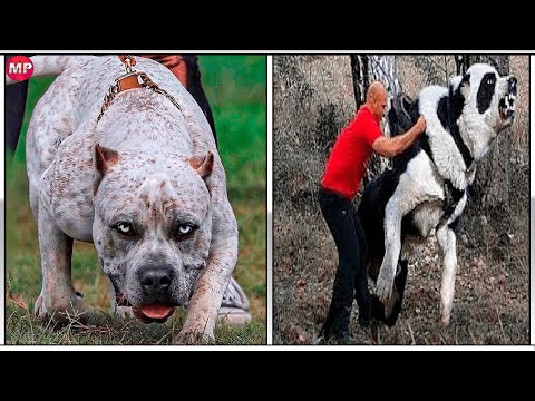 Descubriendo qué razas de perros tienen la capacidad de derrotar a un pitbull