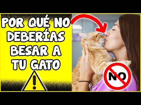 Consecuencias de besar a un gato con parásitos: información importante que debes conocer