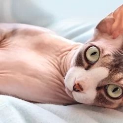 Gato Egipcio: Gato Esfinge personalidad, precio, cuidados y cuanto tiempo vive. ¿Deberías tenerlo?