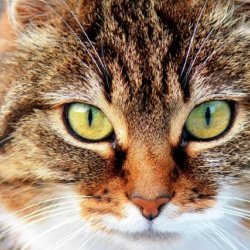 Gatos: Razones para tener gatos, cuidado, datos, comida, beneficios, razas. Todo sobre los gatos
