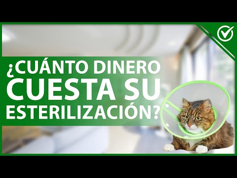 Descubre el costo de esterilización para tu gata: todo lo que necesitas saber