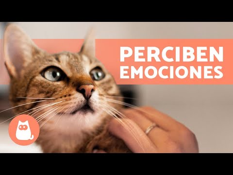¿Cómo afectan las emociones humanas a los gatos?